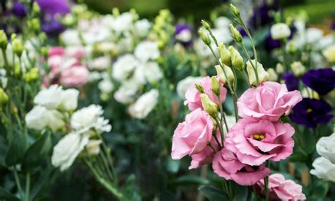 kvitnúce frézie rôznych farieb v záhrade