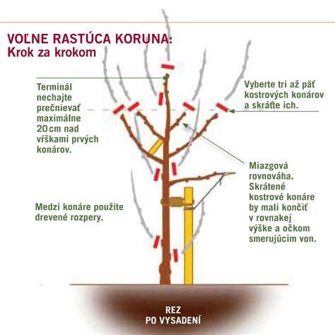 Schematické znázornenie správneho rezu hortenzie
