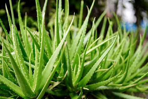 Nežiaduce účinky aloe vera na vnútorné užívanie