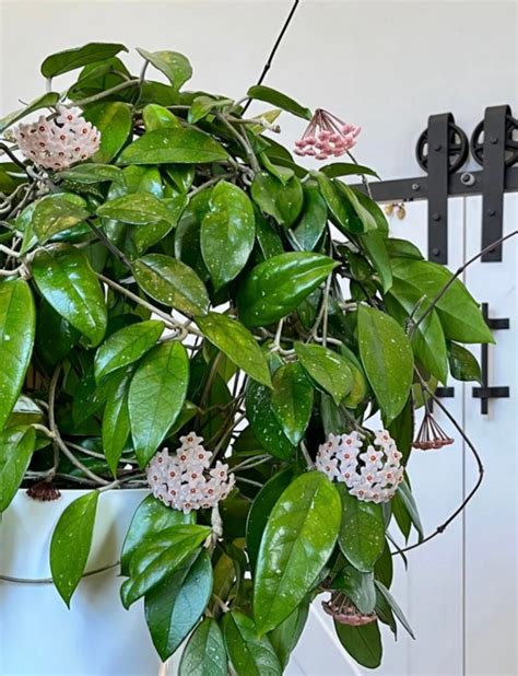 Hoya carnosa