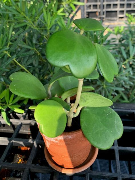 Hoya kerrii