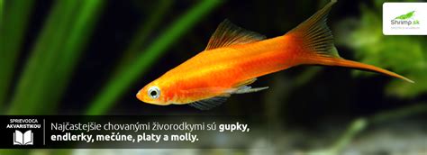 Druhy živorodiek Molly