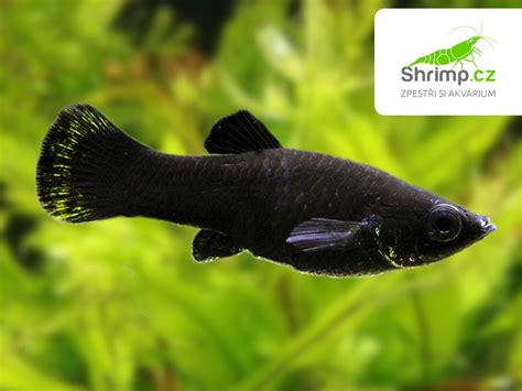 Akvárium s Black Molly