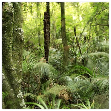 Tropický dažďový prales s rôznymi rastlinami