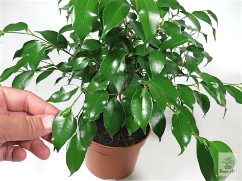 Ficus Benjamin ako izbová rastlina