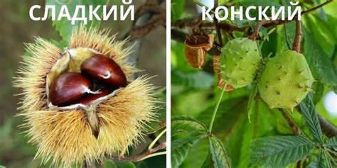 Rozdiely medzi gaštanom jedlým a pagaštanom konským