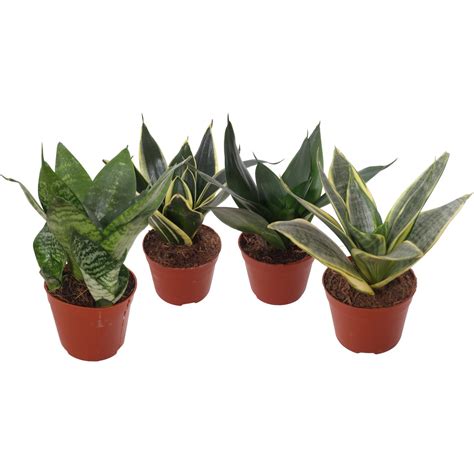 Rôzne druhy Sansevieria s popiskami