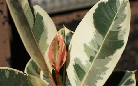 Správne umiestnenie Ficus elastica v interiéri