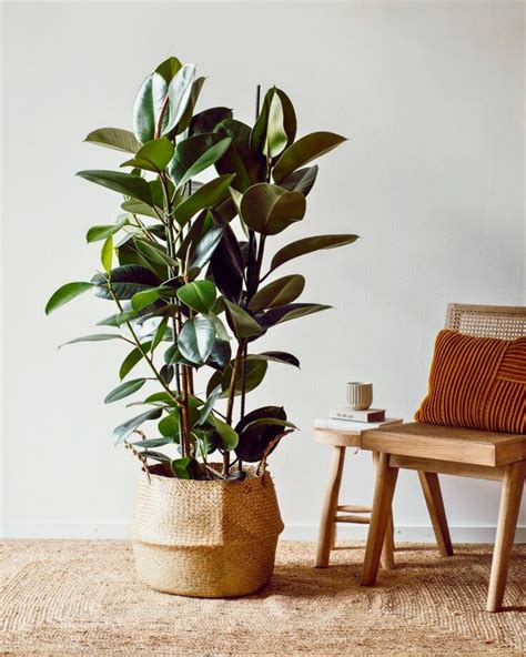 Postup presádzania Ficus elastica