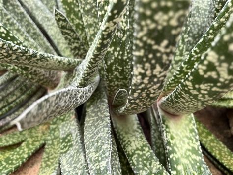 Čierne škvrny na listoch aloe vera