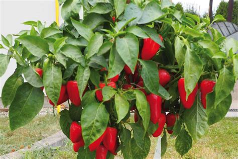 Paprika v kvetináčoch na balkóne