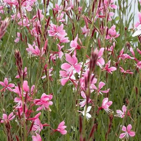 Kvety Gaura Lindheimeri 'Siskiyou Pink' v blízkosti