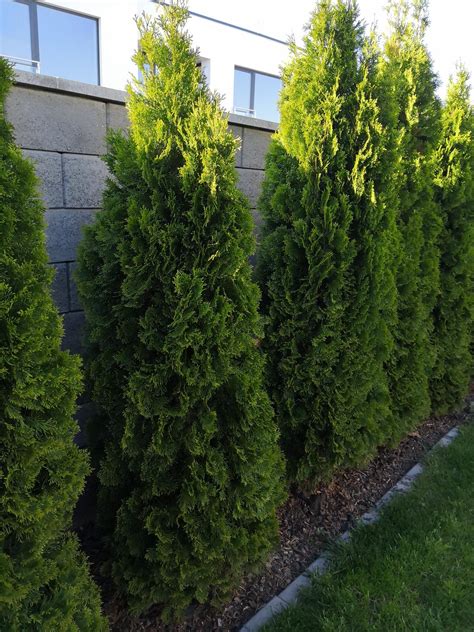 Detailné zobrazenie sfarbenia ihličia tuje Rheingold