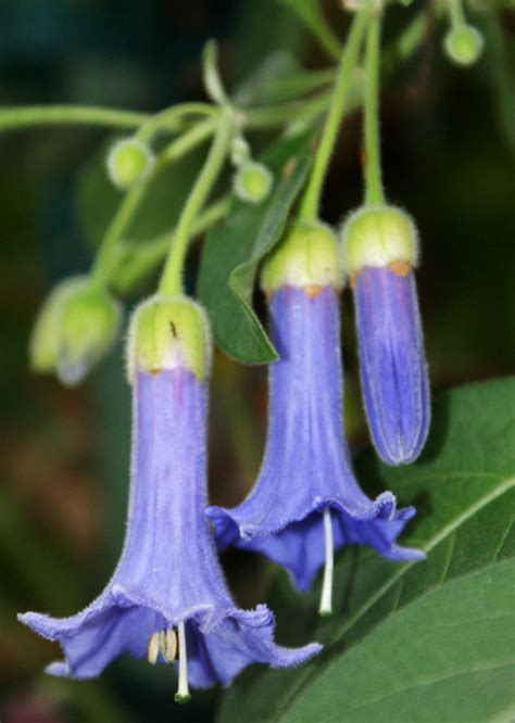 Acnistus australis - kvitnúca rastlina