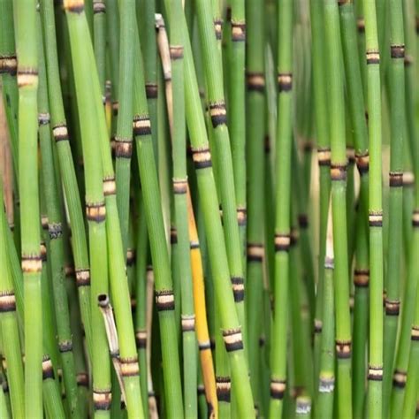 Detail stoniek Equisetum japonicum s čiernymi pásmi