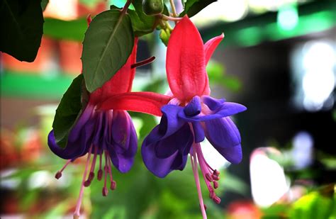 Fuchsia na polotienistom stanovisku
