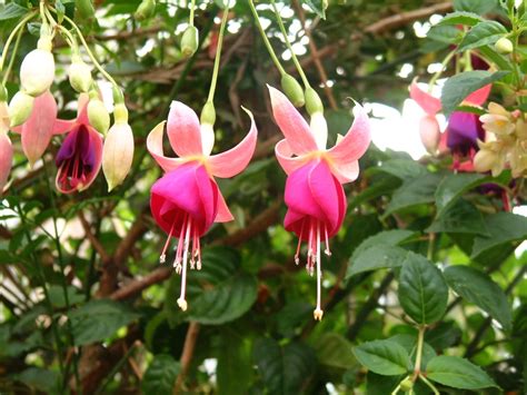 Zazimované fuchsie