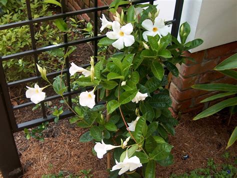 Mandevilla boliviensis
