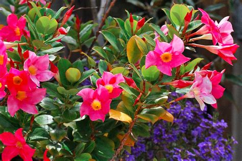 Mandevilla splendens