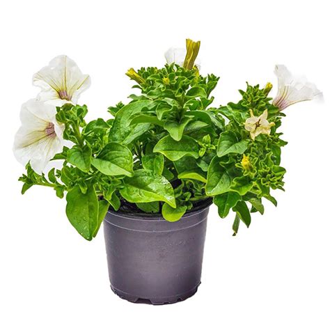 Rôzne druhy interiérových kvetináčov