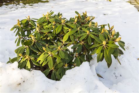 Možnosti zazimovania rododendronov