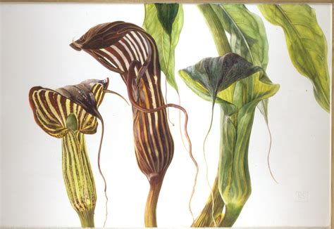 Detail kvetenstva Arisaema s hmyzom
