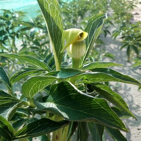Kvitnúca Arisaema flavum v záhrade