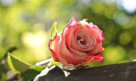 Pestovanie jedlých ruží