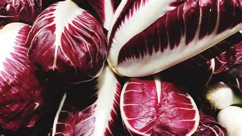 Porovnanie rôznych druhov čakanky: obyčajnej, červenej (radicchio), šalátovej a bielej