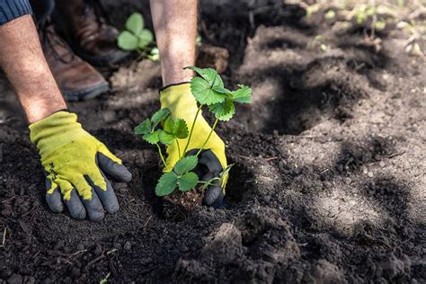 Zdravé sadenice jahôd pripravené na výsadbu