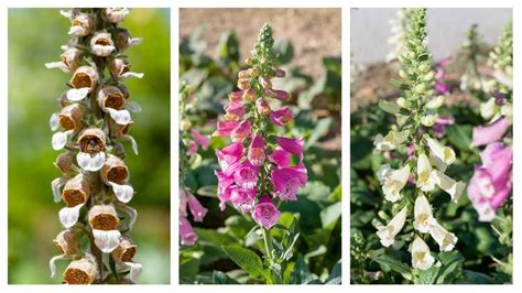 Rôzne farebné odrody náprstníkov