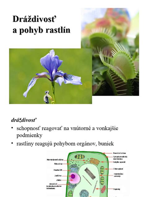 Ilustrácia presádzania rastlín