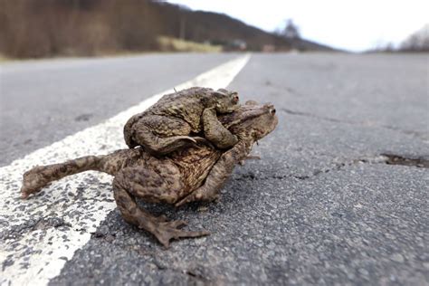 Migrujúce žaby na ceste