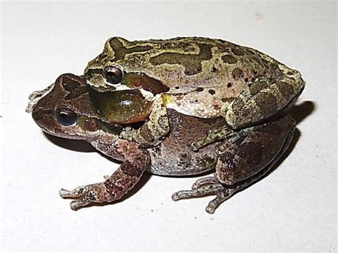 Kopulácia žiab (amplexus)