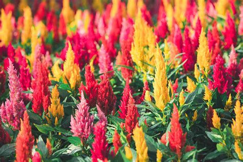 Rod Celosia s rôznymi druhmi a kultivarmi
