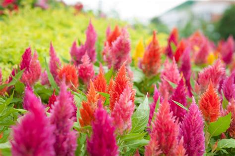 Porovnanie typov kvetov Celosia argentea plumosa a cristata