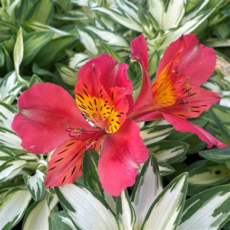 Alstroemeria