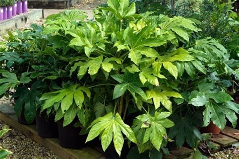 Rastlina Fatsia japonica v interiéri