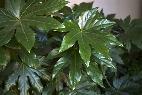 Množenie Fatsia japonica odrezkami