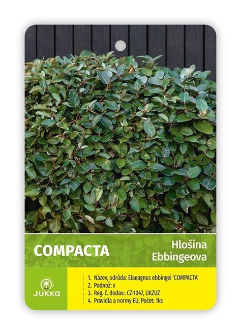 Listy hlošiny Ebbingeovej