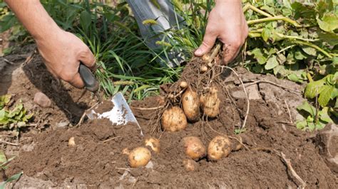 Zber zemiakov z vyvýšeného záhona