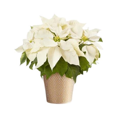 Poinsettia s bielymi listeňmi