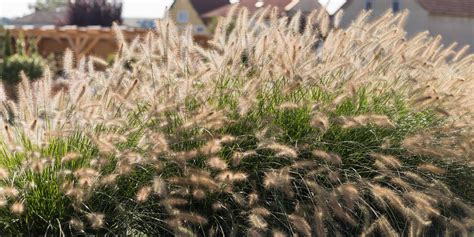 Rôzne druhy okrasných tráv v záhrade