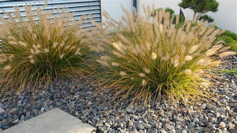 Zviazané okrasné trávy v zimnej záhrade