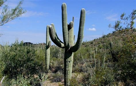 Kaktus Saguaro v Arizonskej púšti