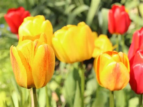 Rôznofarebné tulipány v jarnom záhone