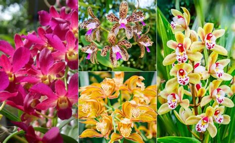 Rôzne druhy orchideí a ich špecifické požiadavky