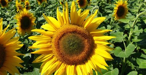 Slnečnica ako prírodný štít pre menšie rastliny