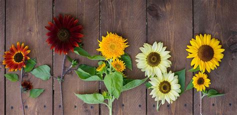 Rôzne odrody slnečníc s rôznou výškou a veľkosťou kvetov