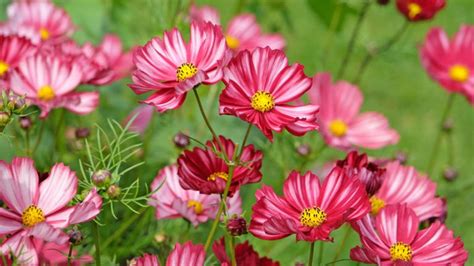 Krásenka zpeřená (Cosmos bipinnatus)